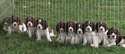 black and white roan springer spaniel